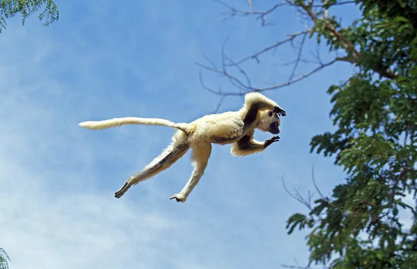 Propitheque De Verreaux propithecus verreauxi — Fotografia de Stock