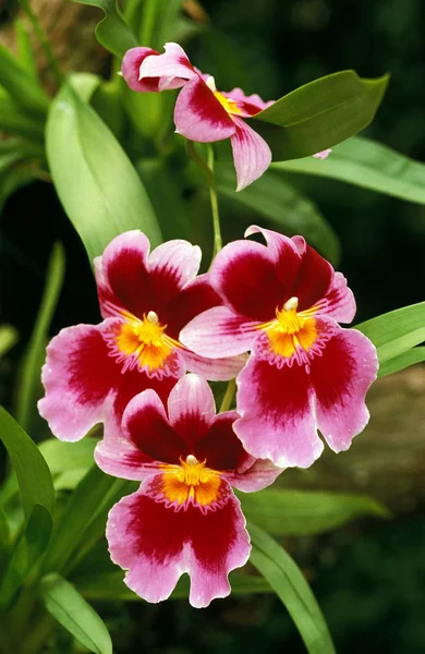 Orkidé milton — Stockfoto