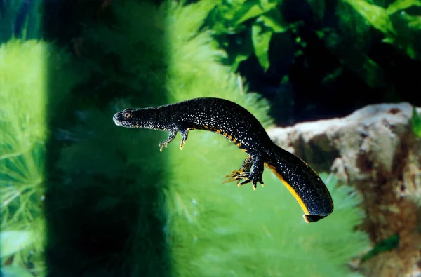 Triton Alpestre triturus alpestris —  Fotos de Stock