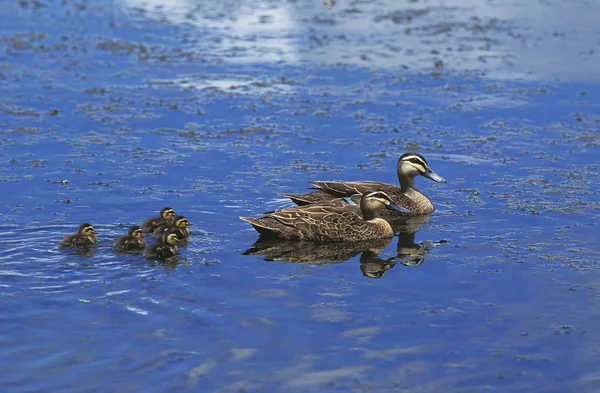 CANARD A SOURCILS anas superciliosa — Stock Photo, Image