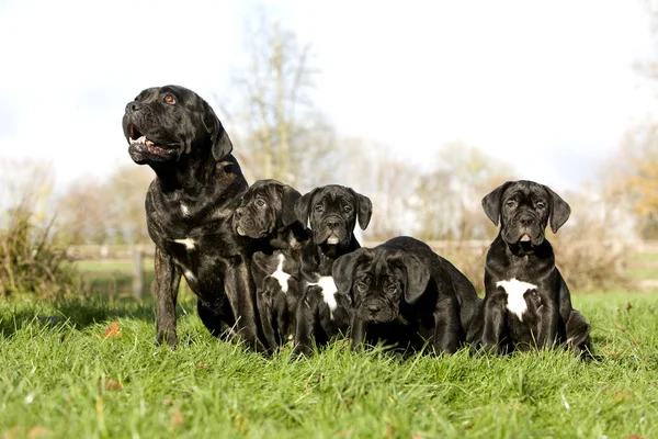 Cane corso — Stock Fotó