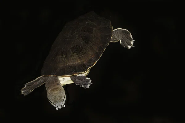 Tortue de Saint Hilaire phrynops hilarii — Zdjęcie stockowe