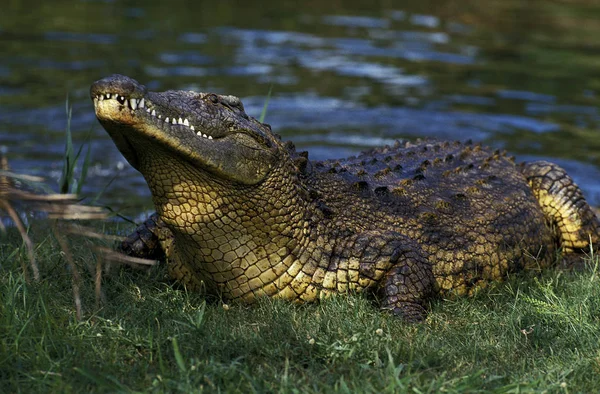 Krokodil Du Nil crocodylus niloticus — Stockfoto