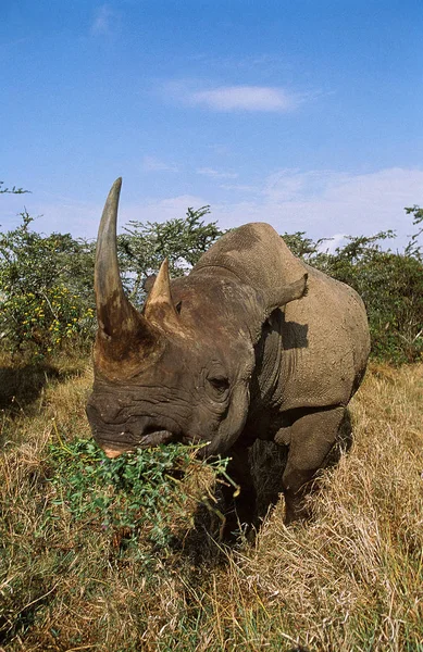 Rhinoceros Noir diceros bicornis — Fotografia de Stock