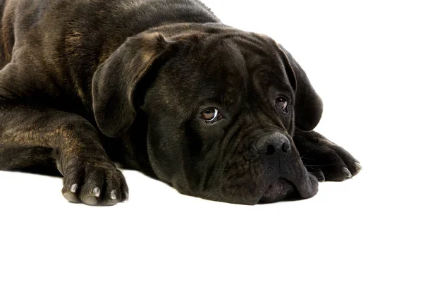 Cane corso — Stock Fotó