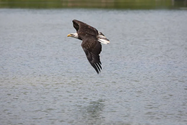 PIRGUE A TETE BLANCHE haliaeetus leucocephalus —  Fotos de Stock