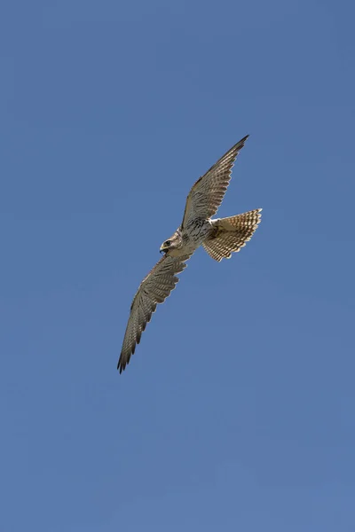 Faucon Sacre falco cherrug — Foto de Stock