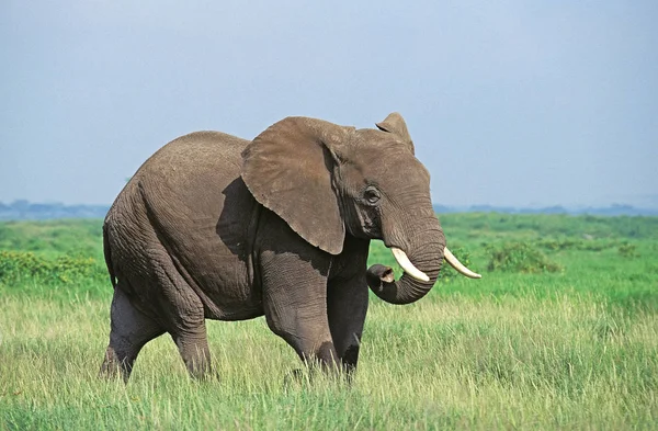 코끼리 다 . afrique loxodonta africana — 스톡 사진
