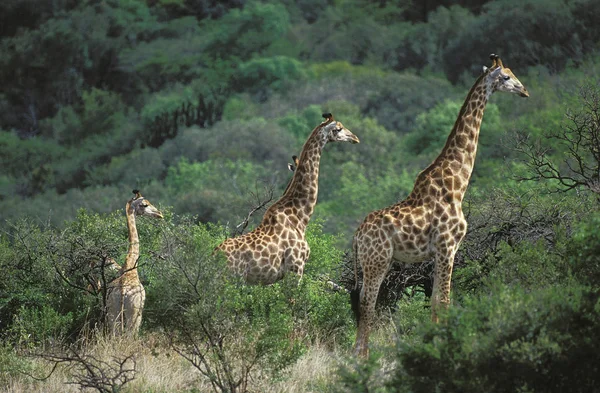 GIRAFE DE ROTHSCHILD girafa camelopardalis rothschildi — Fotografia de Stock