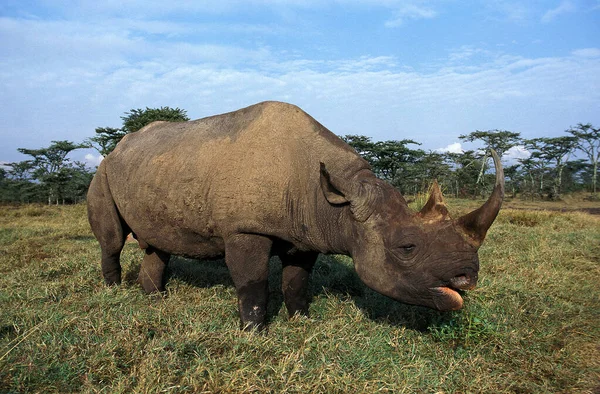 Rhinoceros Noir diceros bicornis — 图库照片