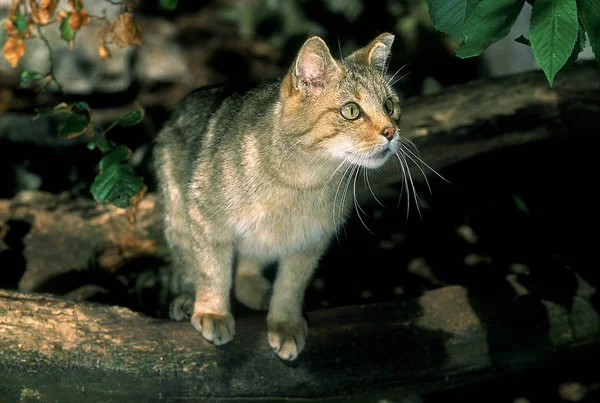 CHAT SAUVAGE D 'EUROPE felis silvestris — стоковое фото