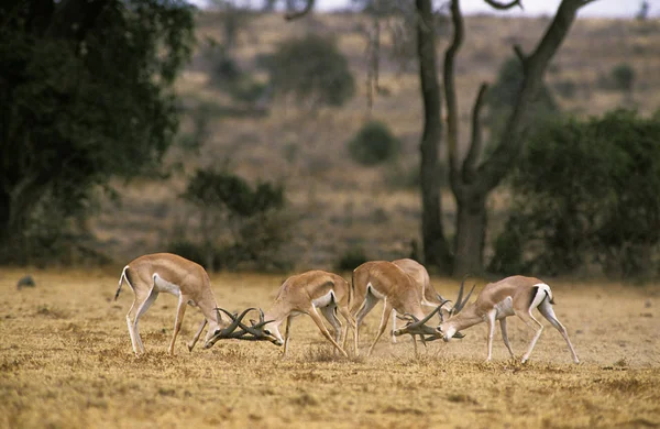 Gazelle De Grant gazella granti — 图库照片