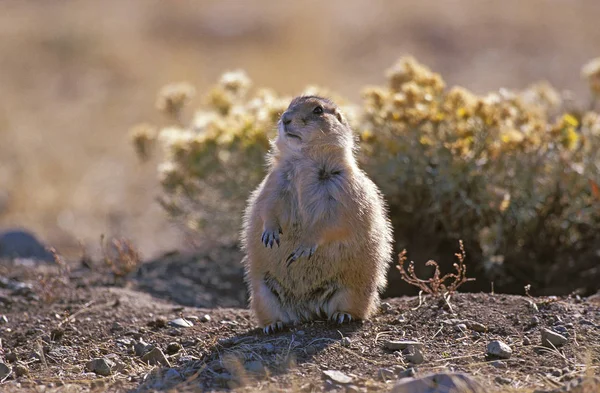 Chien De Prairie cynomys ludovicianus — Fotografia de Stock