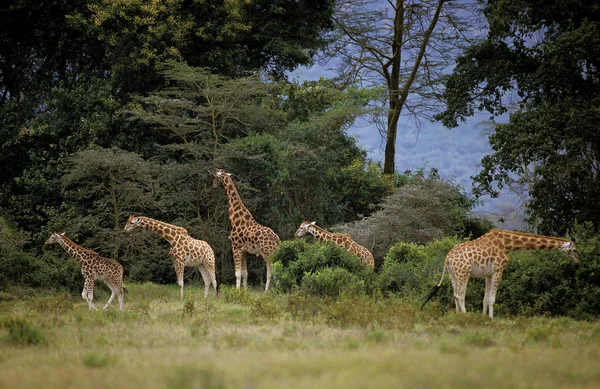 GIRAFE DE ROTHSCHILD girafa camelopardalis rothschildi — Fotografia de Stock