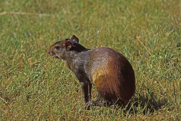 Agouti dasyprocta agouti — Foto de Stock