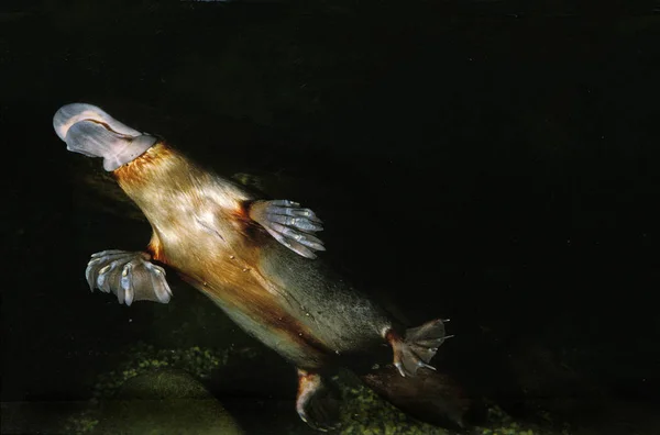 ORNITHORYNQUE ornithorhynchus anatinus — Fotografie, imagine de stoc