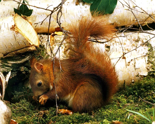 Ecureuil Roux sciurus vulgaris — стокове фото