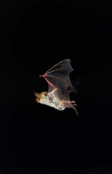 GRAND MURIN myotis myotis