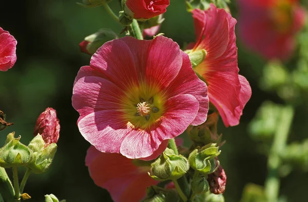 Rose Tremiere alcea rosea —  Fotos de Stock