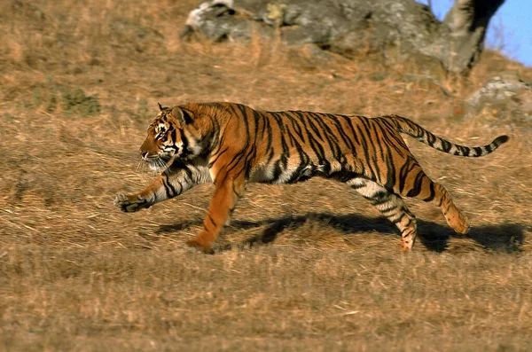 Tigre Du Bengale panthera tigris tigris — Stockfoto