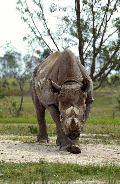 Rhinoceros Noir diceros bicornis — 图库照片