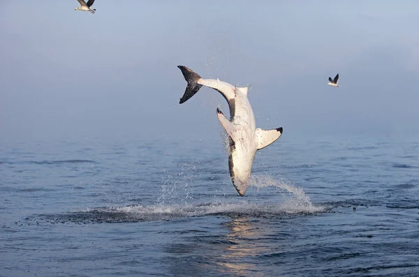 Grand Requin Blanc carcharodon carcharias — Stockfoto