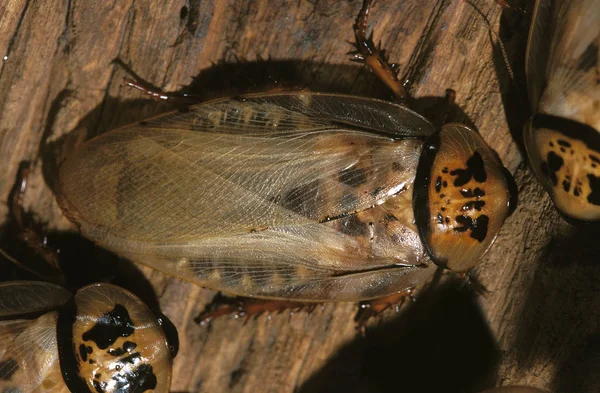 Blatte eublaberus distanti — Stockfoto