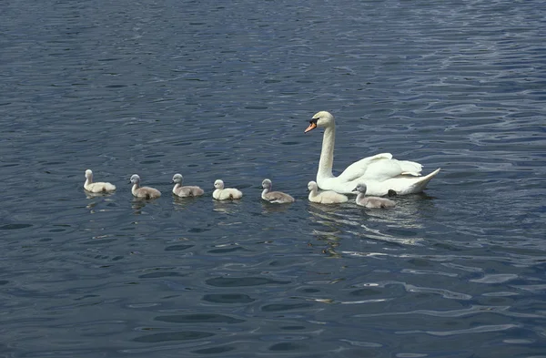 Cygne Tubercule cygnus olor — Fotografia de Stock