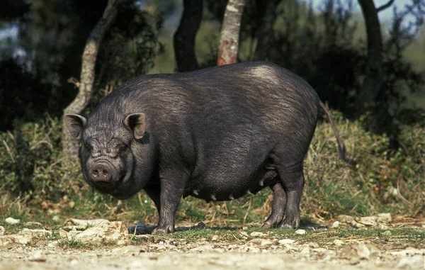 Cochon Du Vietnam przeciwko scrofa domesticus — Zdjęcie stockowe