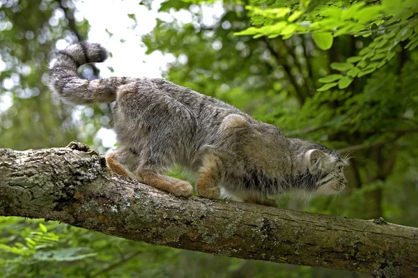 Manul otocolobus manul — Photo