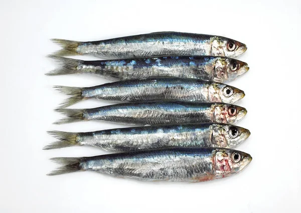 SARDINE — Stock Photo, Image