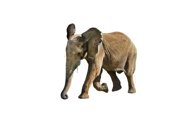 Elephant D 'Afrique loxodonta africana — Φωτογραφία Αρχείου