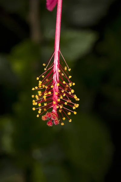 Hibisco — Fotografia de Stock