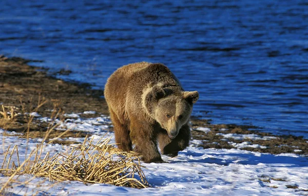 Το δικό μας Grizzly ursus arctos horribilis — Φωτογραφία Αρχείου