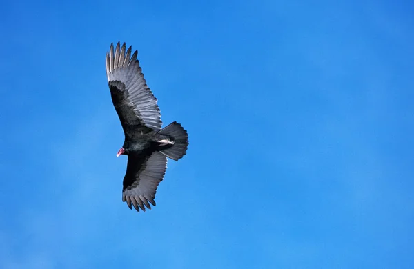 Urubu A Tete Rouge cathartes aura — Photo