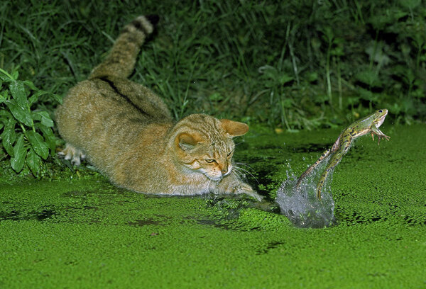 CHAT SAUVAGE D 'EUROPE felis silvestris
