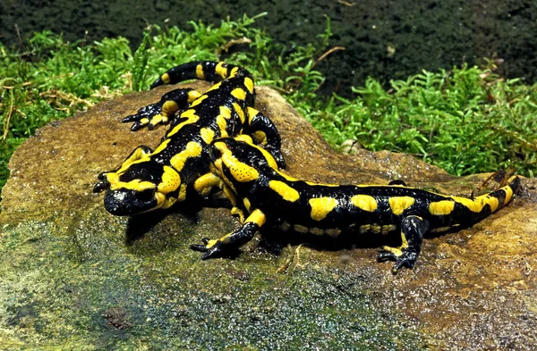 SALAMANDRE TACHETEE salamandra salamandra — Stock Photo, Image