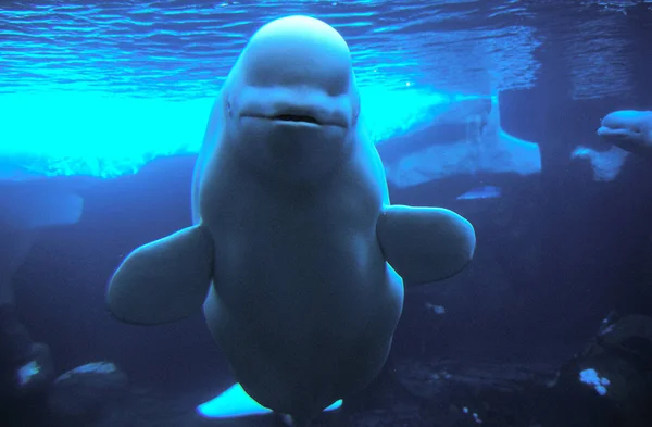 Beluga Delphinapterus leucas — Foto de Stock