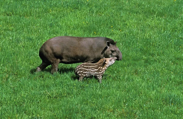 TAPIR DU BRESIL tapirus terrestris — Stok Foto
