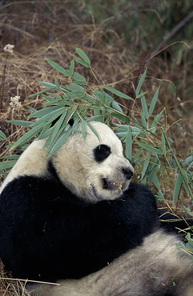 Grand Panda ailuropoda melanoleuca — Photo