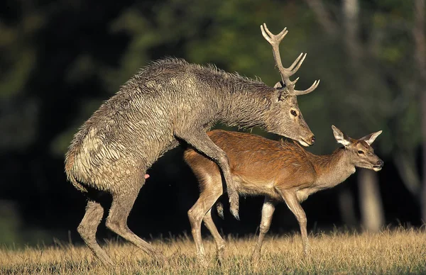 체 프 루주 cervus elaphus — 스톡 사진