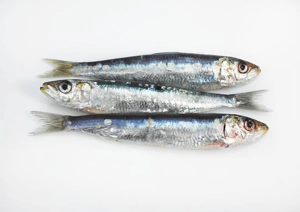 SARDINE — Stock Photo, Image