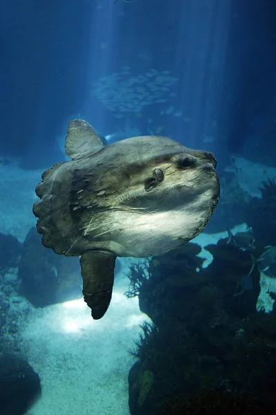 Poisson Lune mola mola — Φωτογραφία Αρχείου