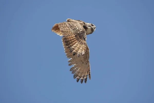 Hibou Wielki Książę Du Cap bubo capensis — Zdjęcie stockowe