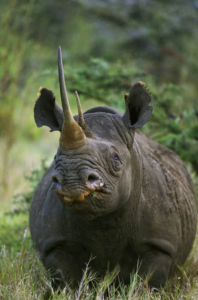 Rhinoceros Noir diceros bicornis — Zdjęcie stockowe