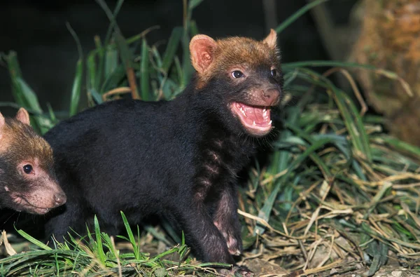 CHIEN DES BUISSONS speothos venaticus — Stok fotoğraf