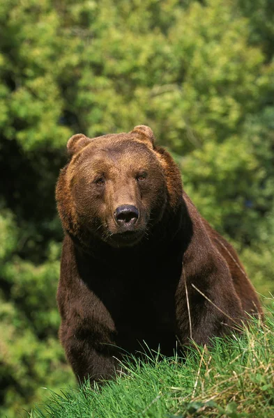 Наш Brun ursus arctos — стоковое фото