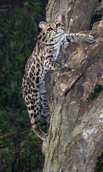 Margay leopardus wiedi — Zdjęcie stockowe