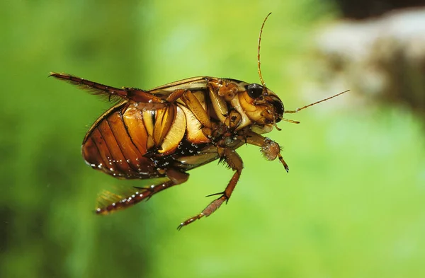 Dytique Borde dytiscus marginalis — Fotografia de Stock