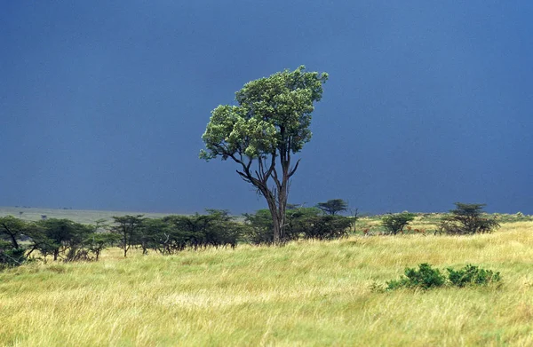 Кения — стоковое фото